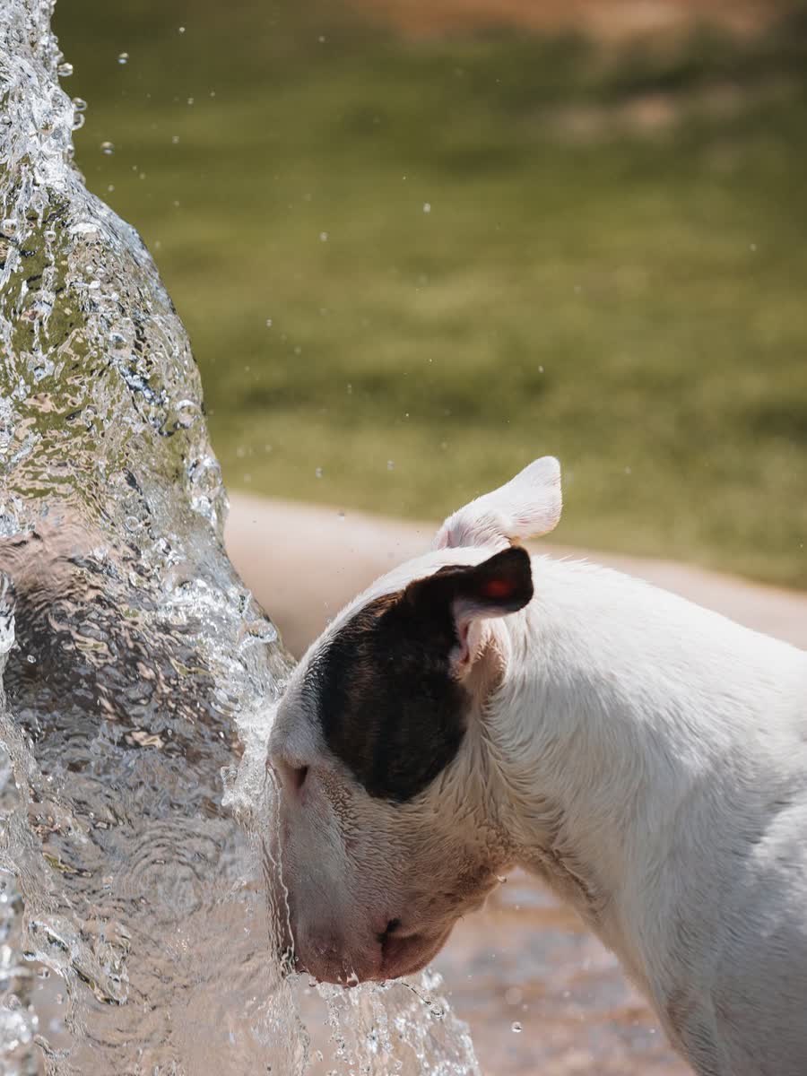 Bull terrier biting at a jet of water on a hot day